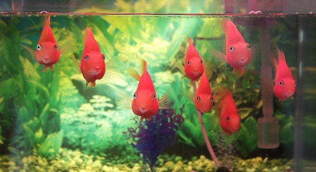 Top 5 Best Fish Tank Coffee Table reviews