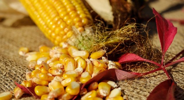 Cornmeal vs Corn Flour: Pros/Cons & Difference